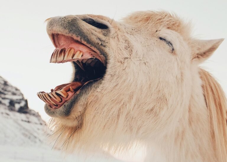 Lachen tot je erbij neervalt? Het kán écht!